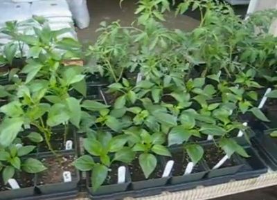 organic plant starts in Columbus